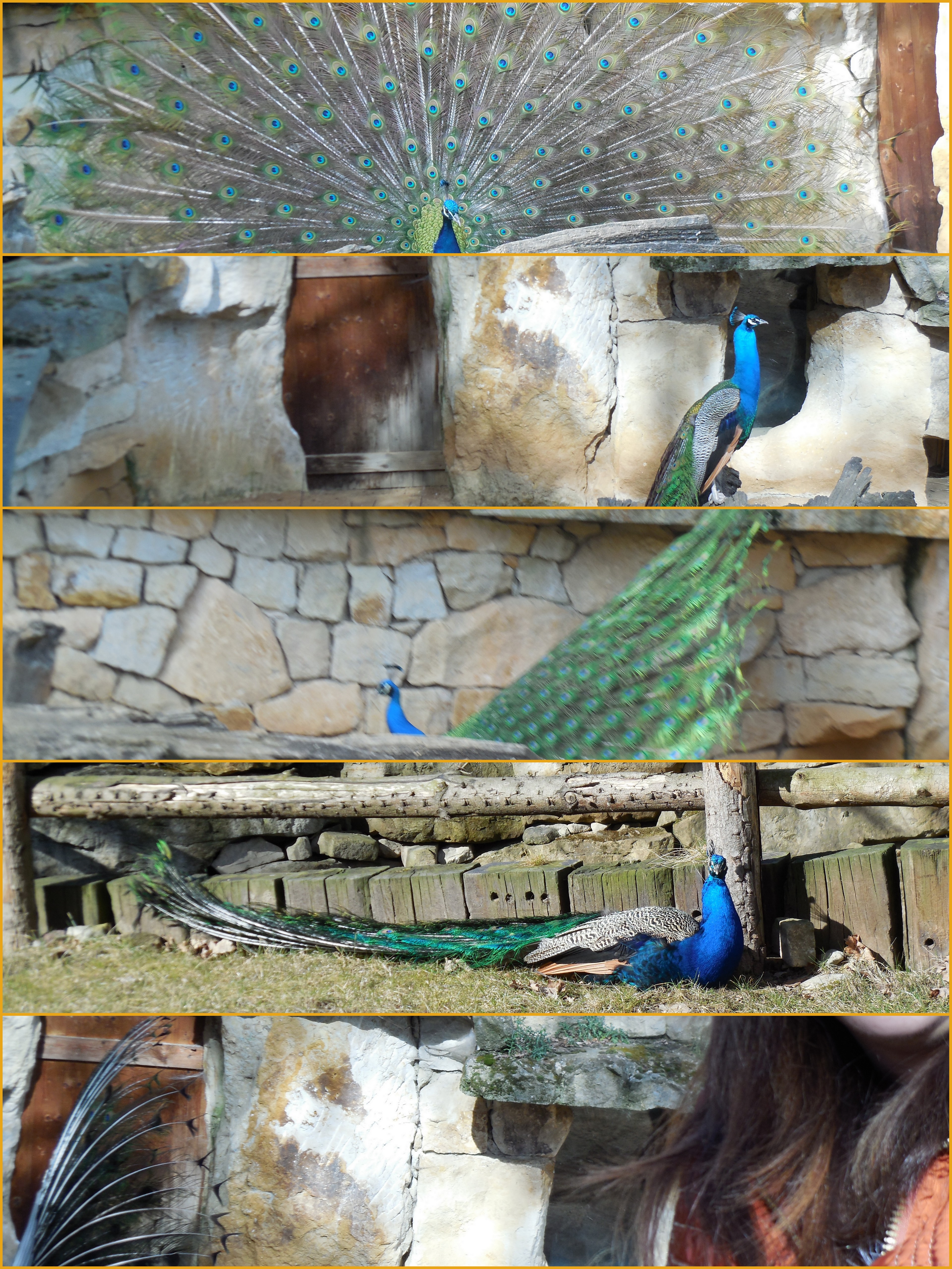 zoo